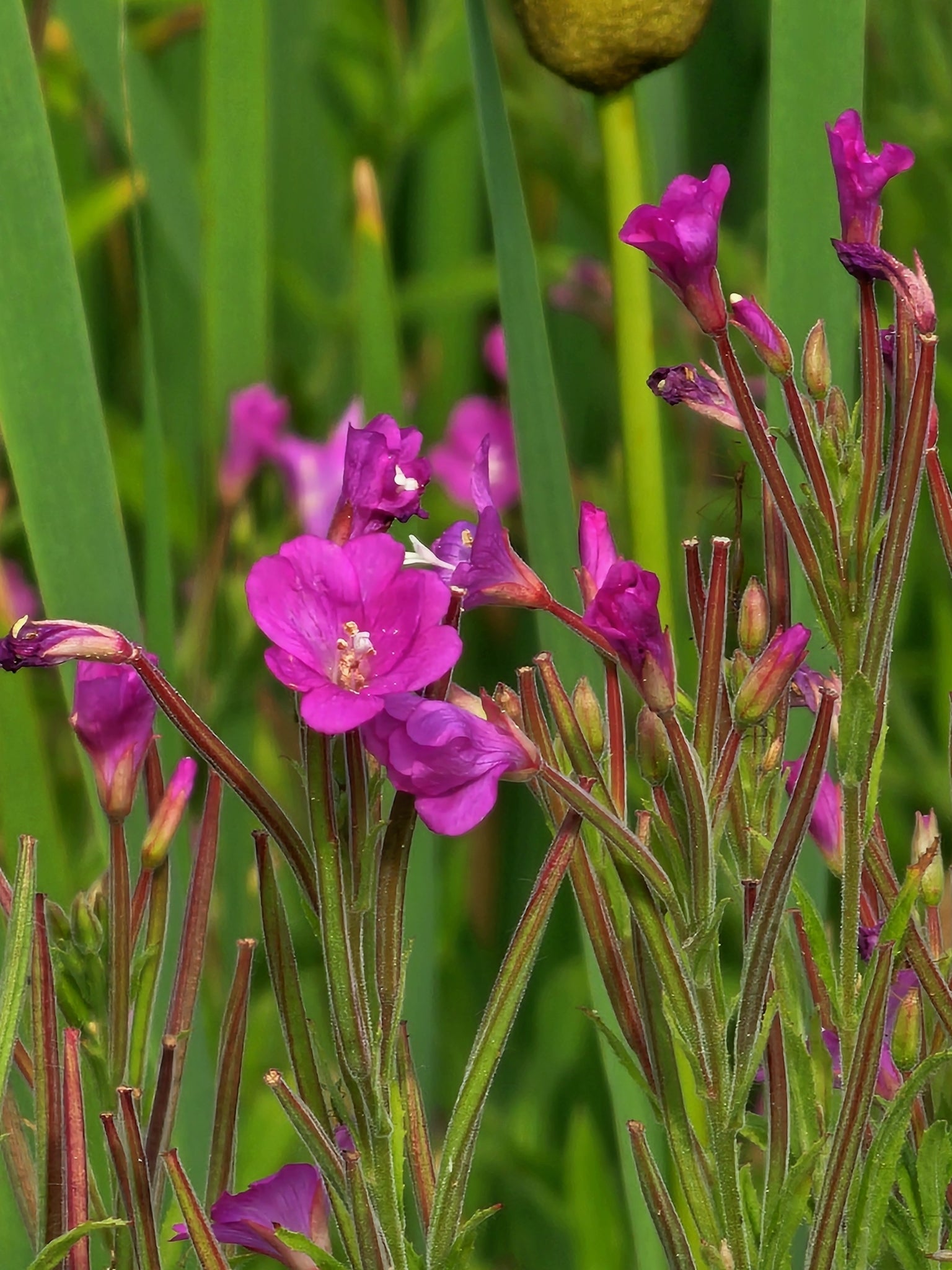 High quality Epilobium Parviflorum Flower seeds for Planting Seasonal Bloomer, Heirloom & GMO Free Seeds for Home Garden seeds pack