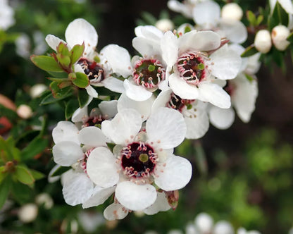 Leptospermum Flower seeds for Planting Long Bloom Season Heirloom & GMO Free Seeds for Home Garden