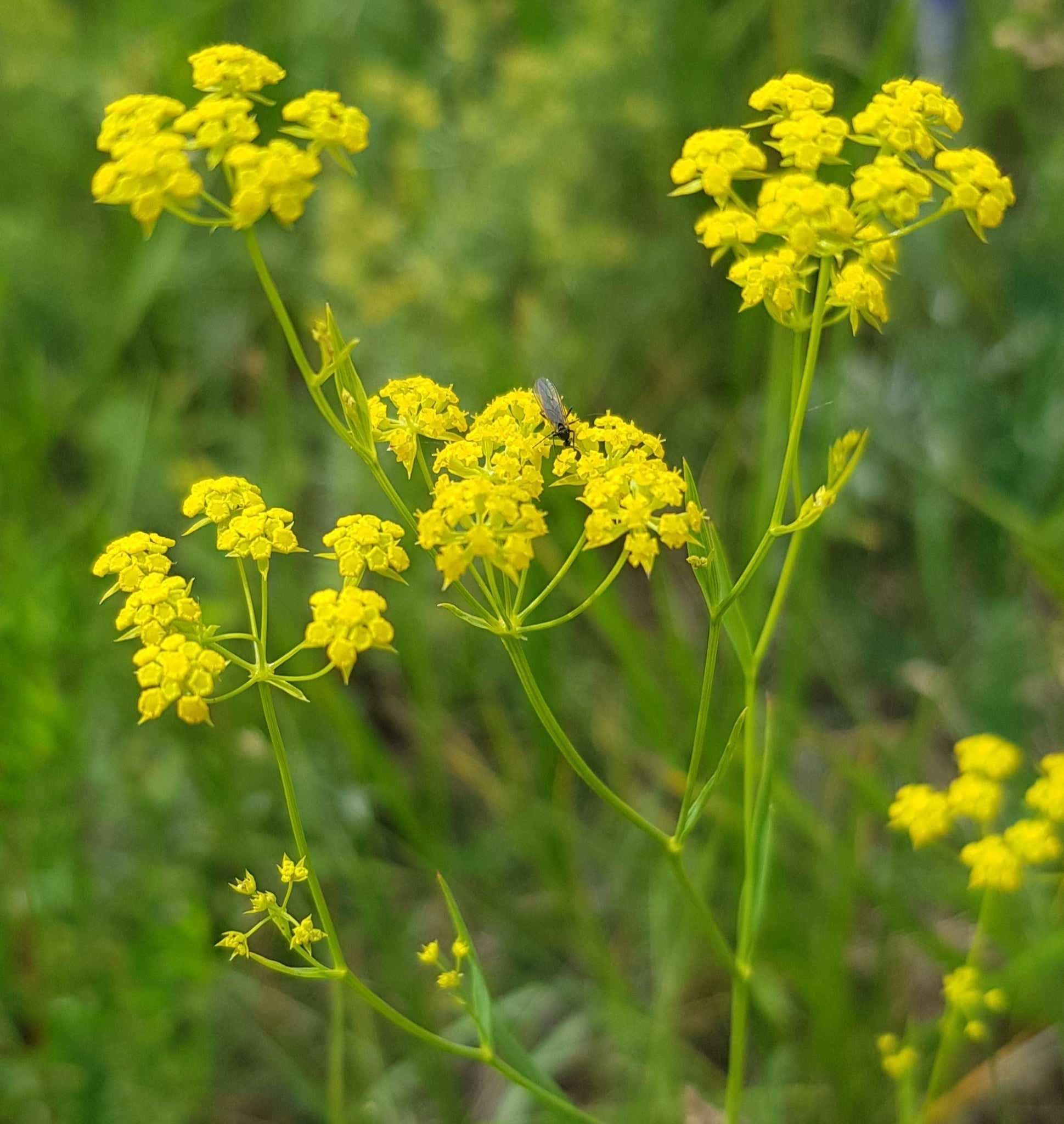 Premium Yellow Thorowax Flower seeds for Planting Cottage Garden Essential, Heirloom & GMO Free Seeds for Home Garden seeds