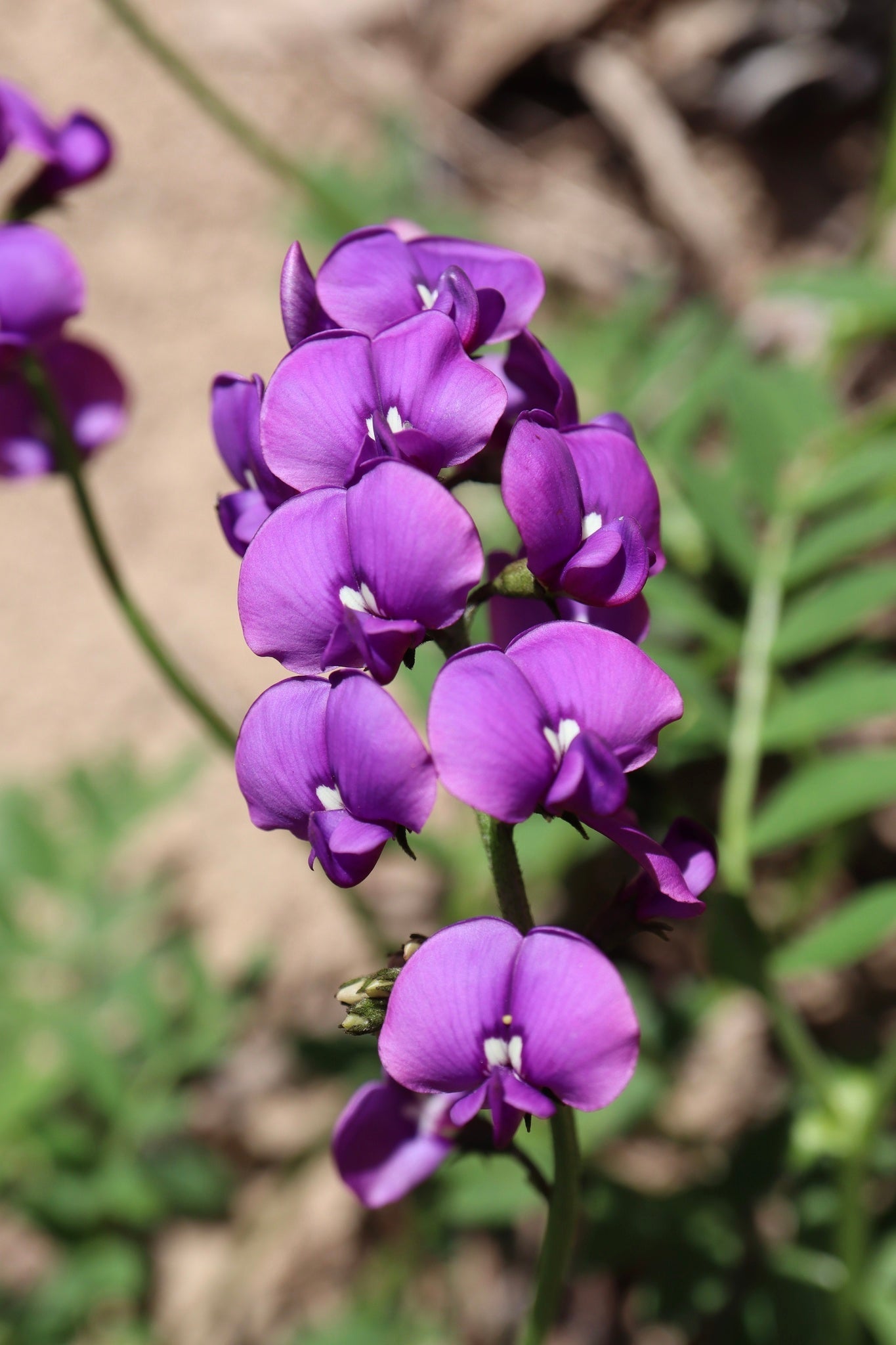 Heirloom Swainsonia Flower seeds for Planting Seasonal Bloomer Heirloom & GMO Free Seeds for Home Garden