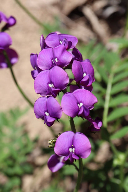 Heirloom Swainsonia Flower seeds for Planting Seasonal Bloomer Heirloom & GMO Free Seeds for Home Garden
