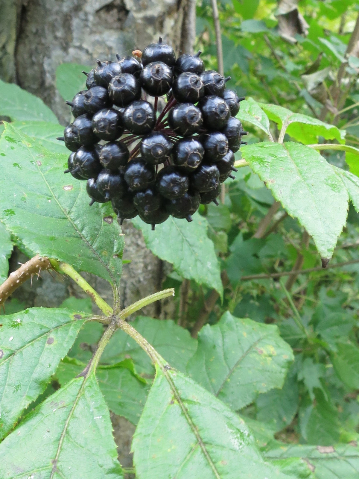Siberian Ginseng (Eleutherococcus Senticosus / Ci Wu Jia) Herb Shrub Seeds