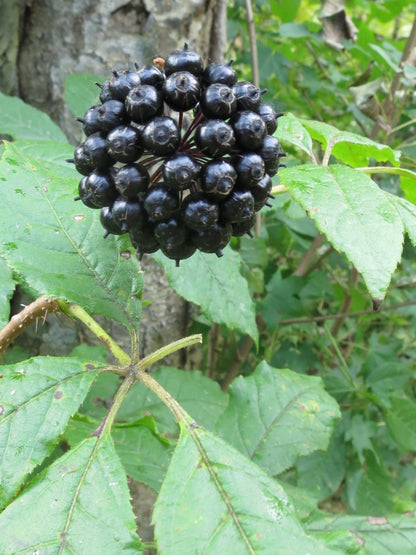 Siberian Ginseng (Eleutherococcus Senticosus / Ci Wu Jia) Herb Shrub Seeds