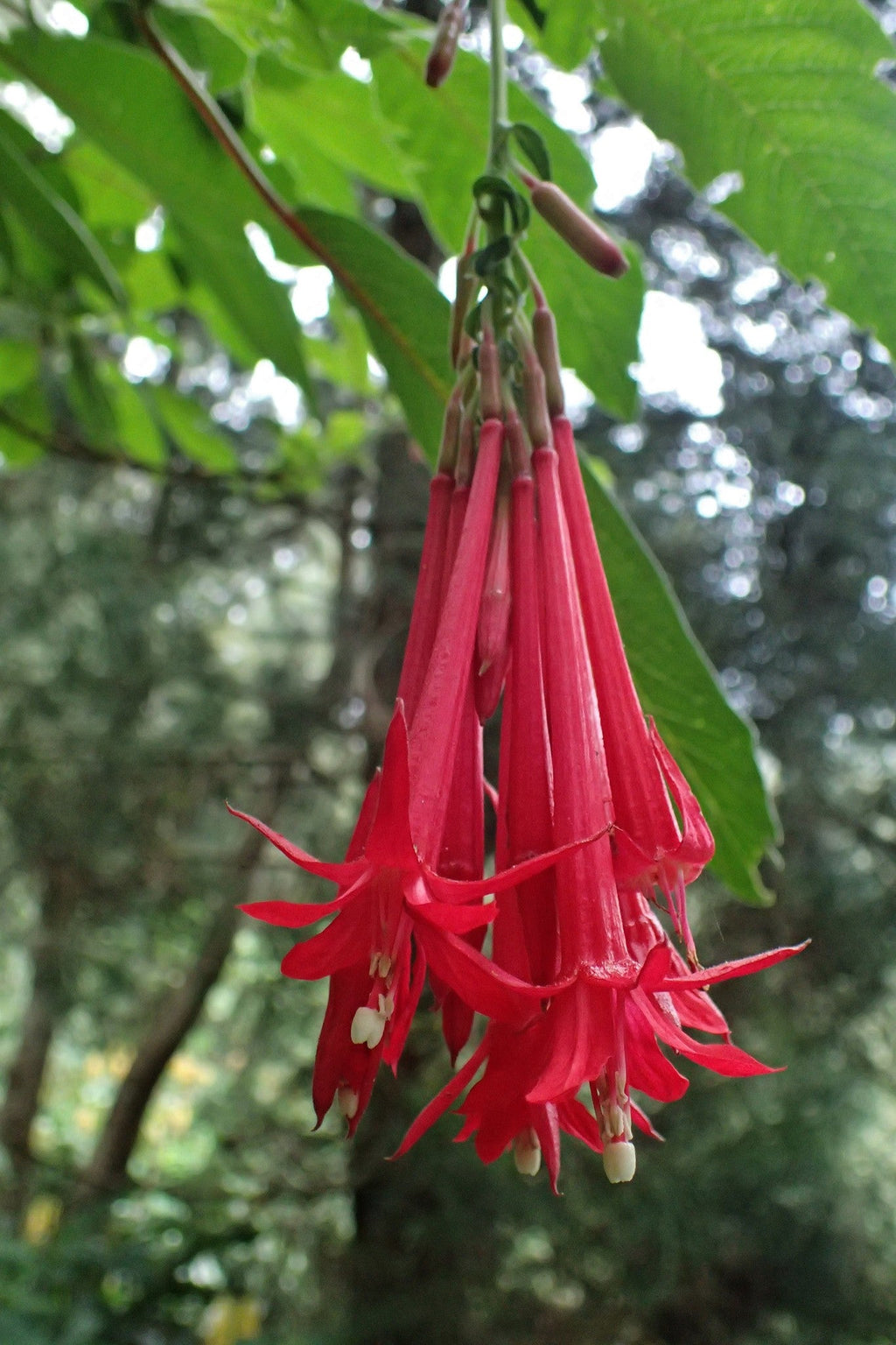 Bolivian Fuchsia Flower seeds for Planting Hardy Variety, Heirloom & GMO Free Seeds for Home Garden vegetable and garden seeds