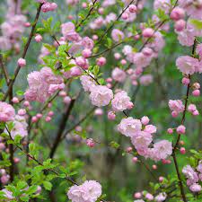 Ornamental flowering almond tree seeds for landscape gardens