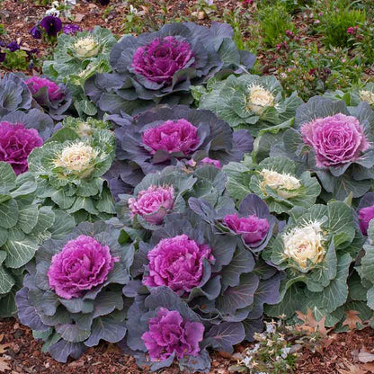 Kales Brassica Flower seeds for Planting Easy to Grow Heirloom & GMO Free Seeds for Home Garden