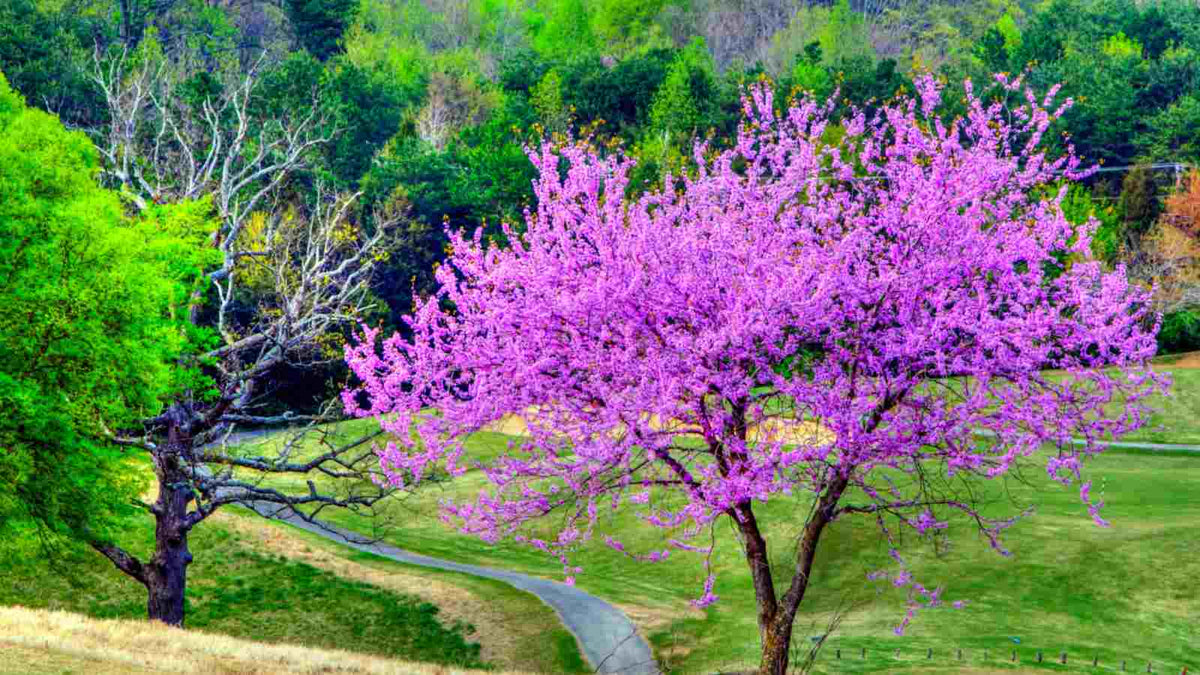 Ornamental Baby Pink Redbud Tree in Garden