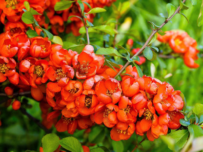 Ornamental Quince Seeds – Non-GMO Chaenomeles speciosa Flowering Shrub