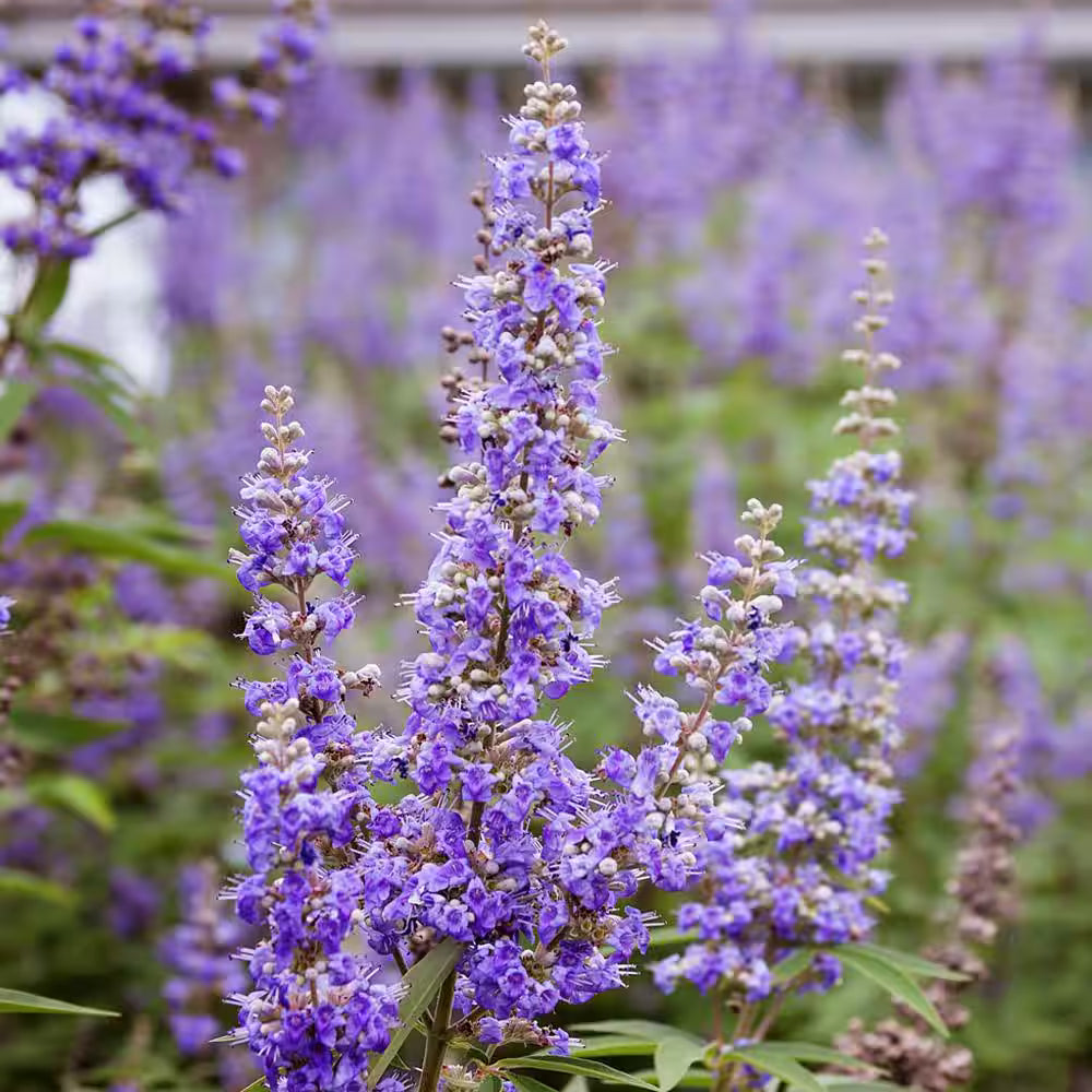 Purple Angus Castus Flower seeds for Planting Seasonal Bloomer, Heirloom & GMO Free Seeds for Home Garden seeds for planting