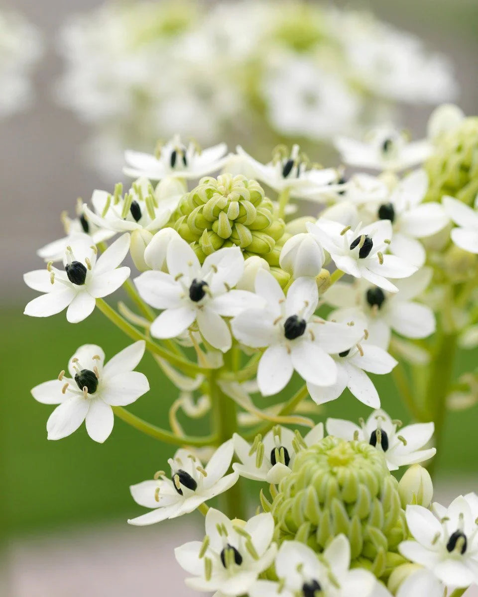 Ornithogalum Saundersiae Flower seeds for Planting Low Maintenance Heirloom & GMO Free Seeds for Home Garden