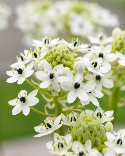 Ornithogalum Saundersiae Flower seeds for Planting Low Maintenance Heirloom & GMO Free Seeds for Home Garden