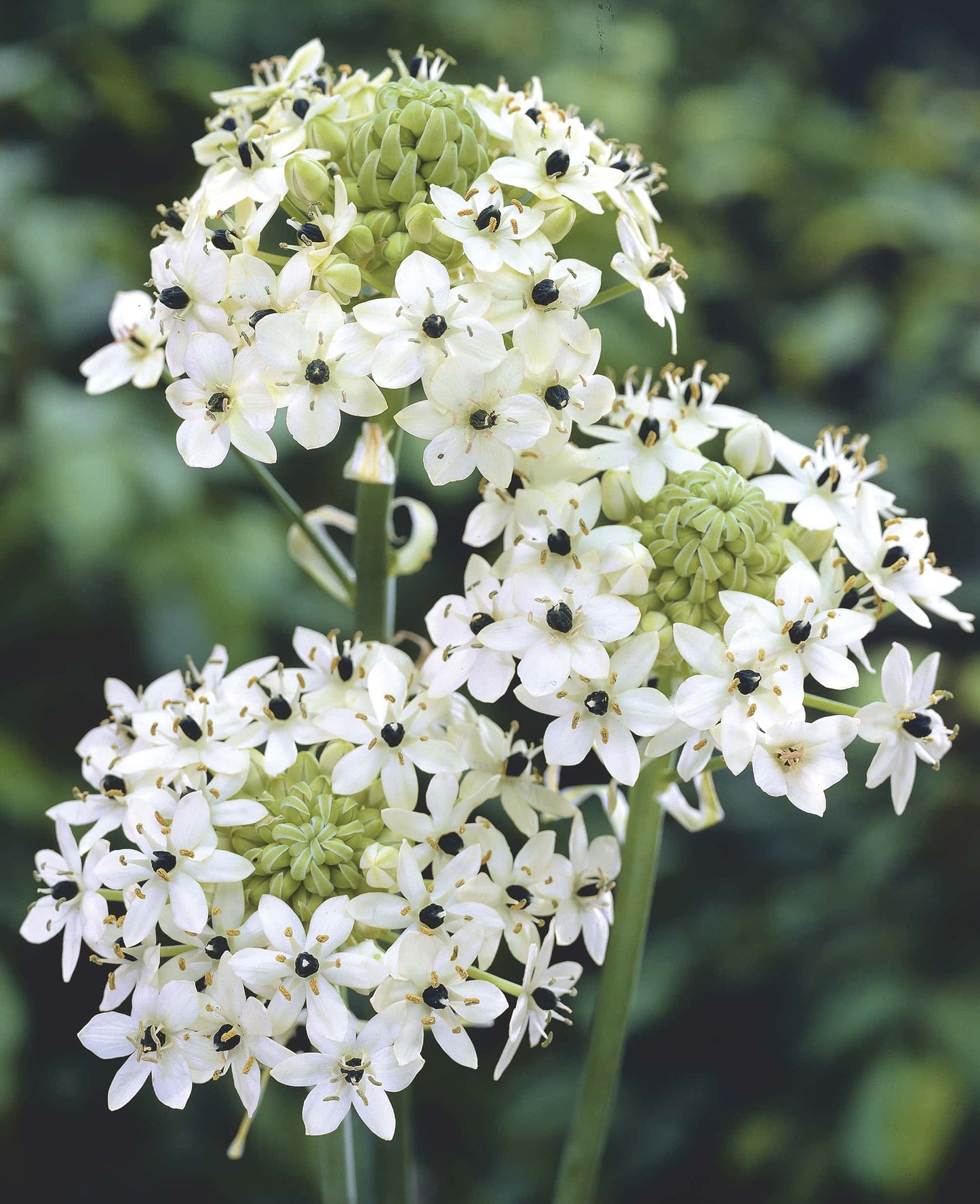Ornithogalum Saundersiae Flower seeds for Planting Low Maintenance Heirloom & GMO Free Seeds for Home Garden