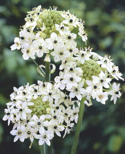 Ornithogalum Saundersiae Flower seeds for Planting Low Maintenance Heirloom & GMO Free Seeds for Home Garden