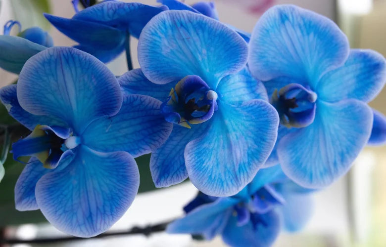 High quality Sky Blue Butterfly Orchid Flower seeds for Planting Premium Quality, Heirloom & GMO Free Seeds for Home Garden seeds pack