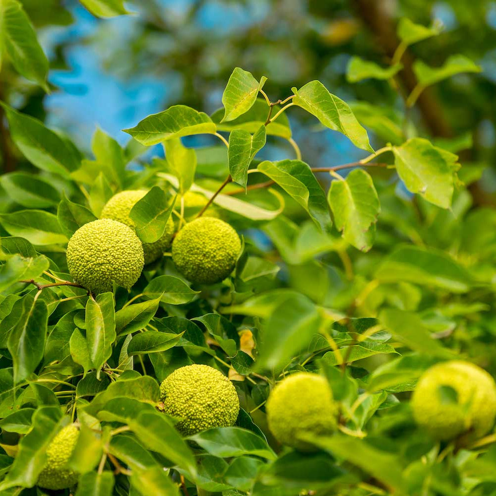 Osage Orange Seeds for Unique Tree Planting - Evergrowseeds