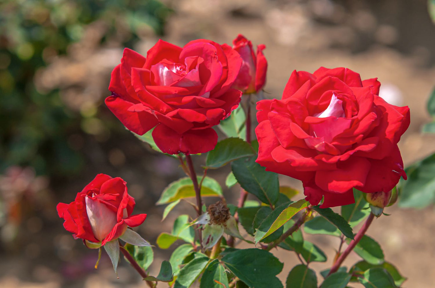 Osiria Rose Flower seeds for Planting Compact Growth Heirloom & GMO Free Seeds for Home Garden