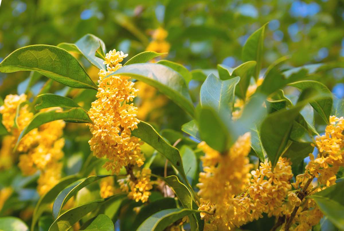 Heirloom Osmanthus Tree Flower seeds for Planting Easy to Grow Heirloom & GMO Free Seeds for Home Garden