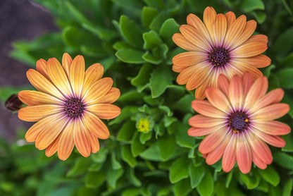 Orange and Blue William Osteospermum Flower seeds for Planting Bright Blooms Heirloom & GMO Free Seeds for Home Garden