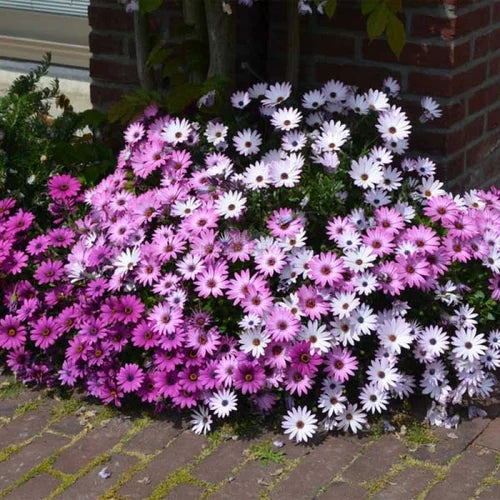 Osteospermum Flower seeds for Planting Long Bloom Season Heirloom & GMO Free Seeds for Home Garden