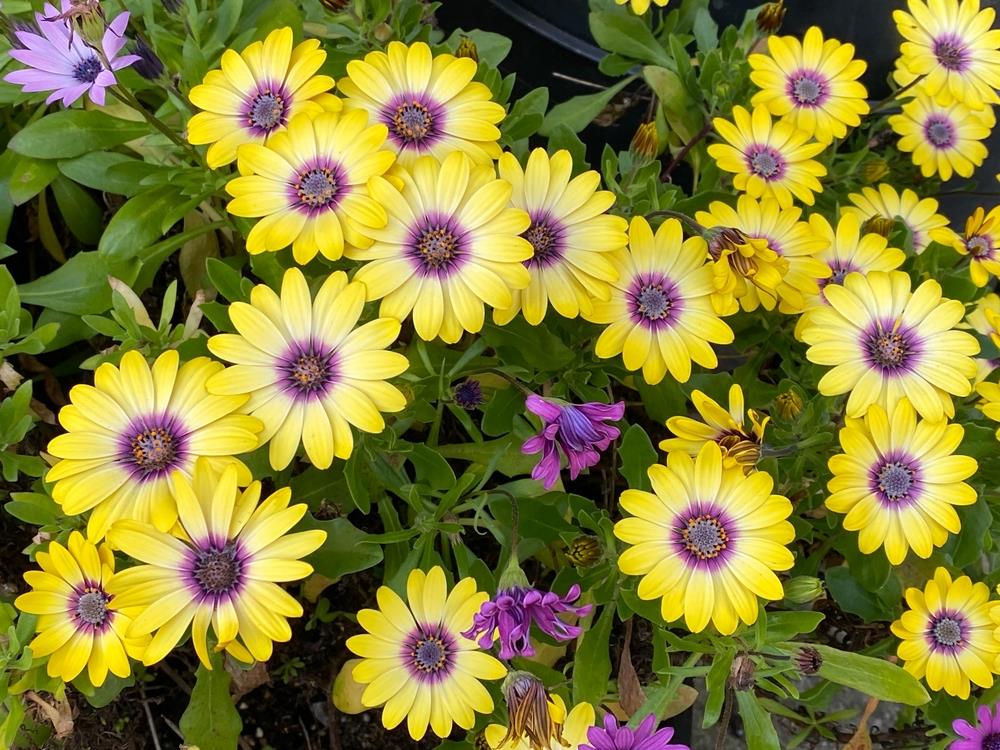 Yellow Dimorphotheca Flower seeds for Planting Cut Flower Favorite, Heirloom & GMO Free Seeds for Home Garden vegetable and garden seeds