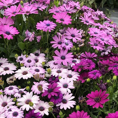 Premium Osteospermum Flower seeds for Planting Vibrant Colors, Heirloom & GMO Free Seeds for Home Garden seeds