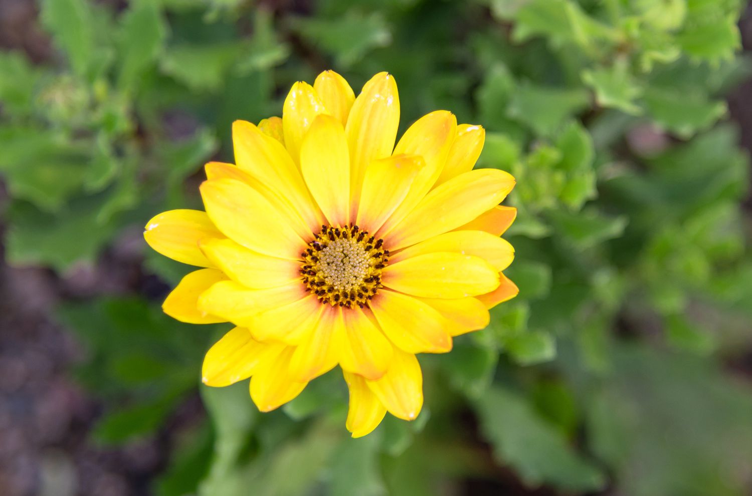 Yellow Osteospermum Flower seeds for Planting Bright Blooms, Heirloom & GMO Free Seeds for Home Garden vegetable and garden seeds