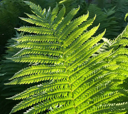Ostrich Plant Seeds: Essential Planting And Growth Guide