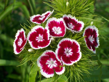 Dianthus Flower seeds for Planting Drought Tolerant Heirloom & GMO Free Seeds for Home Garden