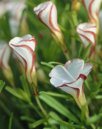 Orange Oxalis Versicolor Flower seeds for Planting Premium Quality, Heirloom & GMO Free Seeds for Home Garden vegetable and garden seeds