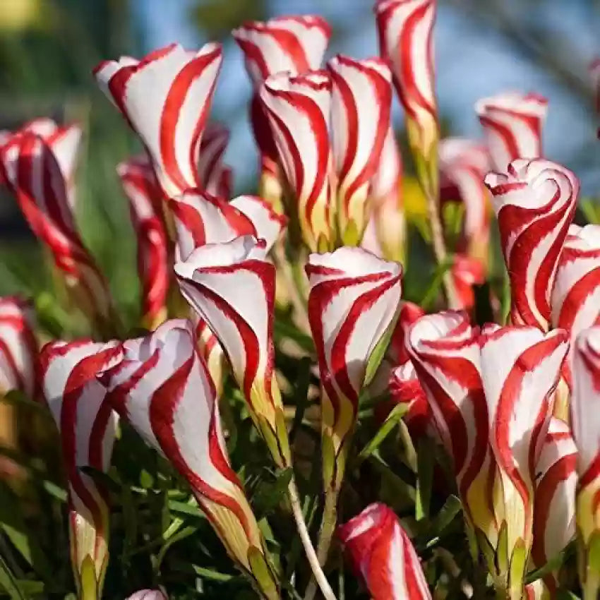 Oxalis White Red Flower Seeds for Planting