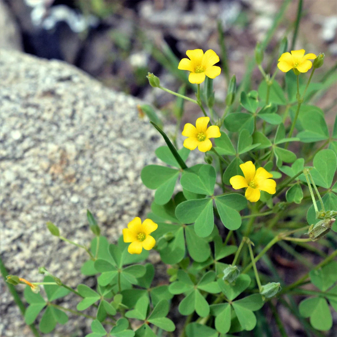 Sorrel Flower seeds for Planting - Cut Flower Favorite, Heirloom & GMO Free Seeds for Home Garden