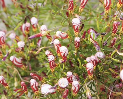 Oxalis Versicolor Flower seeds for Planting Vibrant Colors Heirloom & GMO Free Seeds for Home Garden