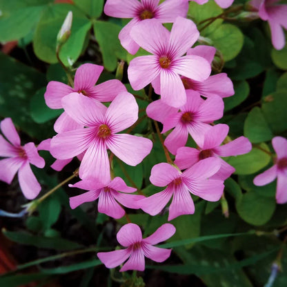 Heirloom Oxalis Flower seeds for Planting Drought Tolerant Heirloom & GMO Free Seeds for Home Garden