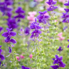 Oxford Blue Sage Growing in Sunny Garden Border