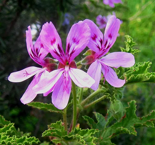 High quality Purple Geranium Flower seeds for Planting Cottage Garden Essential, Heirloom & GMO Free Seeds for Home Garden seeds pack