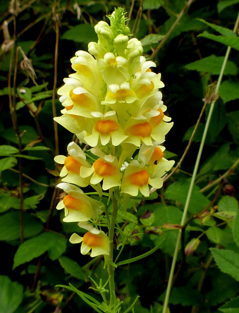 Toadflax Flower seeds for Planting Shade Tolerant Heirloom & GMO Free Seeds for Home Garden