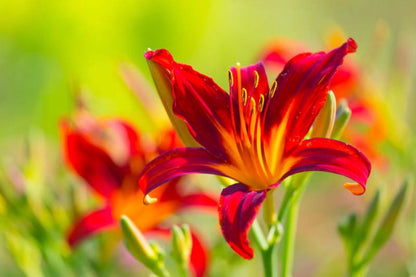 Hemerocallis Flower seeds for Planting Cottage Garden Essential Heirloom & GMO Free Seeds for Home Garden