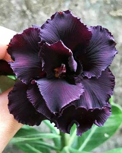 Purple Adenium Obesum Flower seeds for Planting Drought Tolerant, Heirloom & GMO Free Seeds for Home Garden seeds for planting