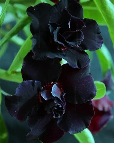 Premium Black Adenium Flower seeds for Planting Shade Tolerant, Heirloom & GMO Free Seeds for Home Garden seeds