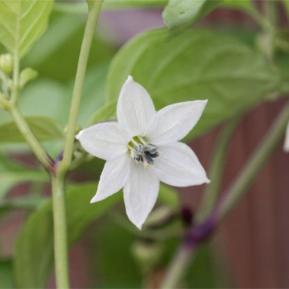 Jalapeno Flower seeds for Planting Wildflower Mix Heirloom & GMO Free Seeds for Home Garden