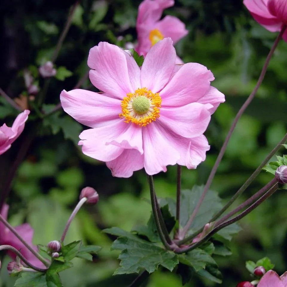 Fantasy Pocahontas Anemone Flower seeds for Planting Sun Loving Heirloom & GMO Free Seeds for Home Garden