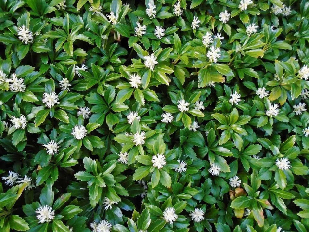 Pachysandra Flower seeds for Planting Cottage Garden Essential Heirloom & GMO Free Seeds for Home Garden
