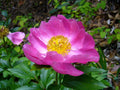 Pink Paeonia Tenuifolia Flower seeds for Planting Perfect for Borders, Heirloom & GMO Free Seeds for Home Garden seeds for planting