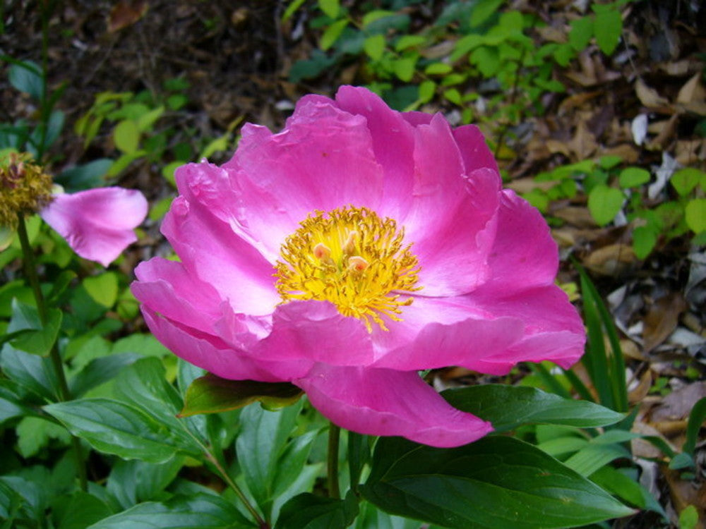 Pink Paeonia Tenuifolia Flower seeds for Planting Perfect for Borders, Heirloom & GMO Free Seeds for Home Garden seeds for planting
