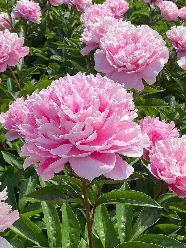 Pink Paeonia Flower seeds for Planting Vibrant Colors, Heirloom & GMO Free Seeds for Home Garden seeds for planting