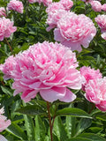 Pink Paeonia Flower seeds for Planting Vibrant Colors, Heirloom & GMO Free Seeds for Home Garden seeds for planting