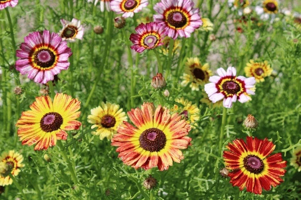 Purple Chrysanthemum Carinatum Flower seeds for Planting Low Maintenance, Heirloom & GMO Free Seeds for Home Garden vegetable and garden seeds