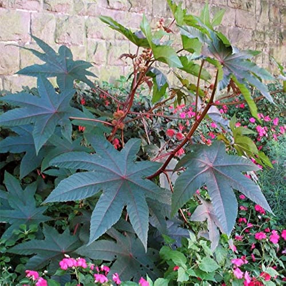 Palma Christi Seeds for Planting Green Ornamental Plants