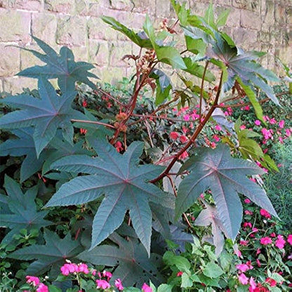 Palma Christi Seeds for Planting Green Ornamental Plants
