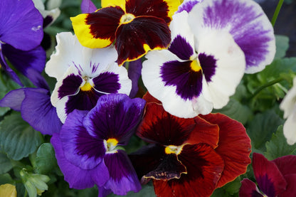 Pansy Viola Flower seeds for Planting Garden Favorite Heirloom & GMO Free Seeds for Home Garden